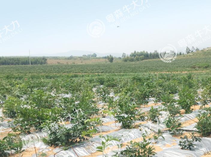 牛大力良種良法--標（biāo）準化種植